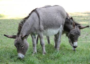 Tiere hautnah erleben