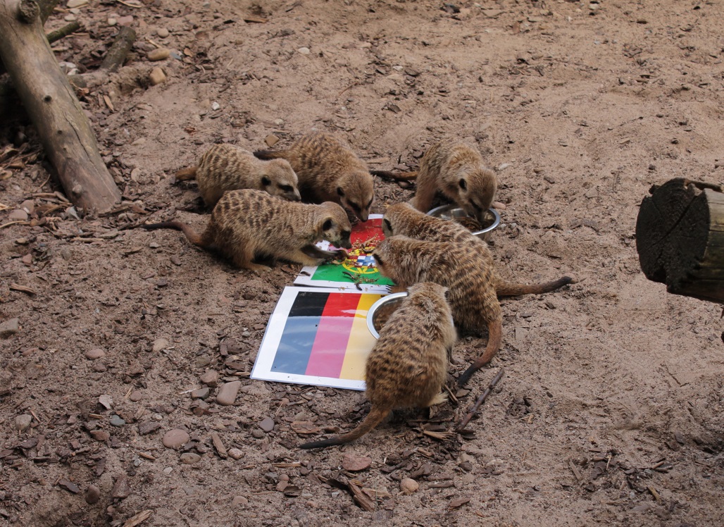 orakel_erdmaennchen2