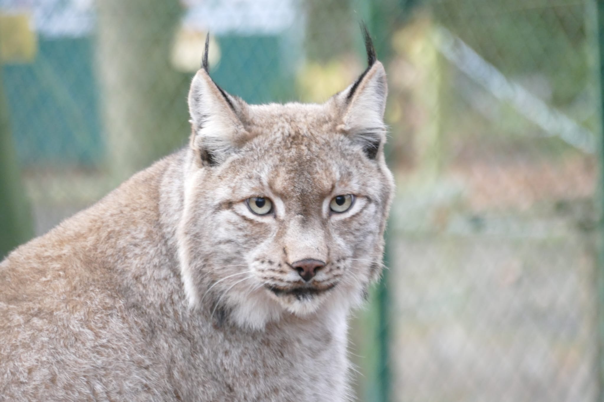 PHOTO-2024-11-24-18-09-50