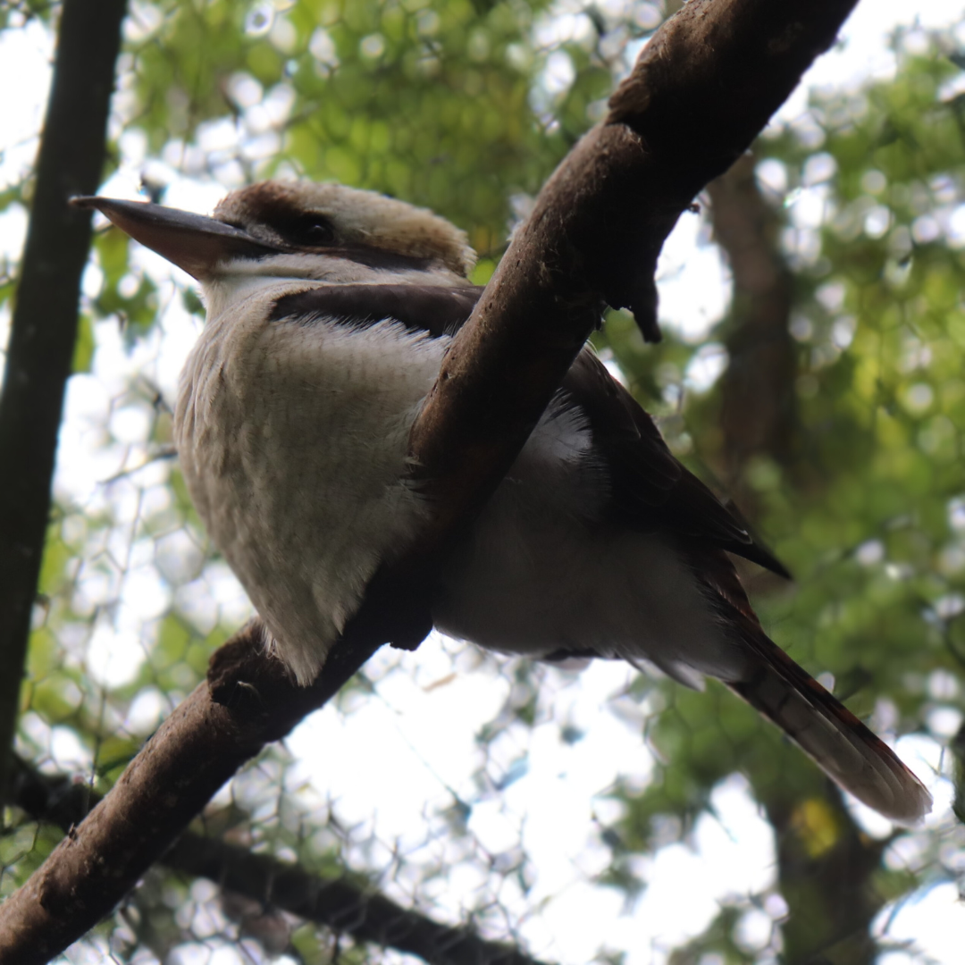 lachender Hans_bearbeitet