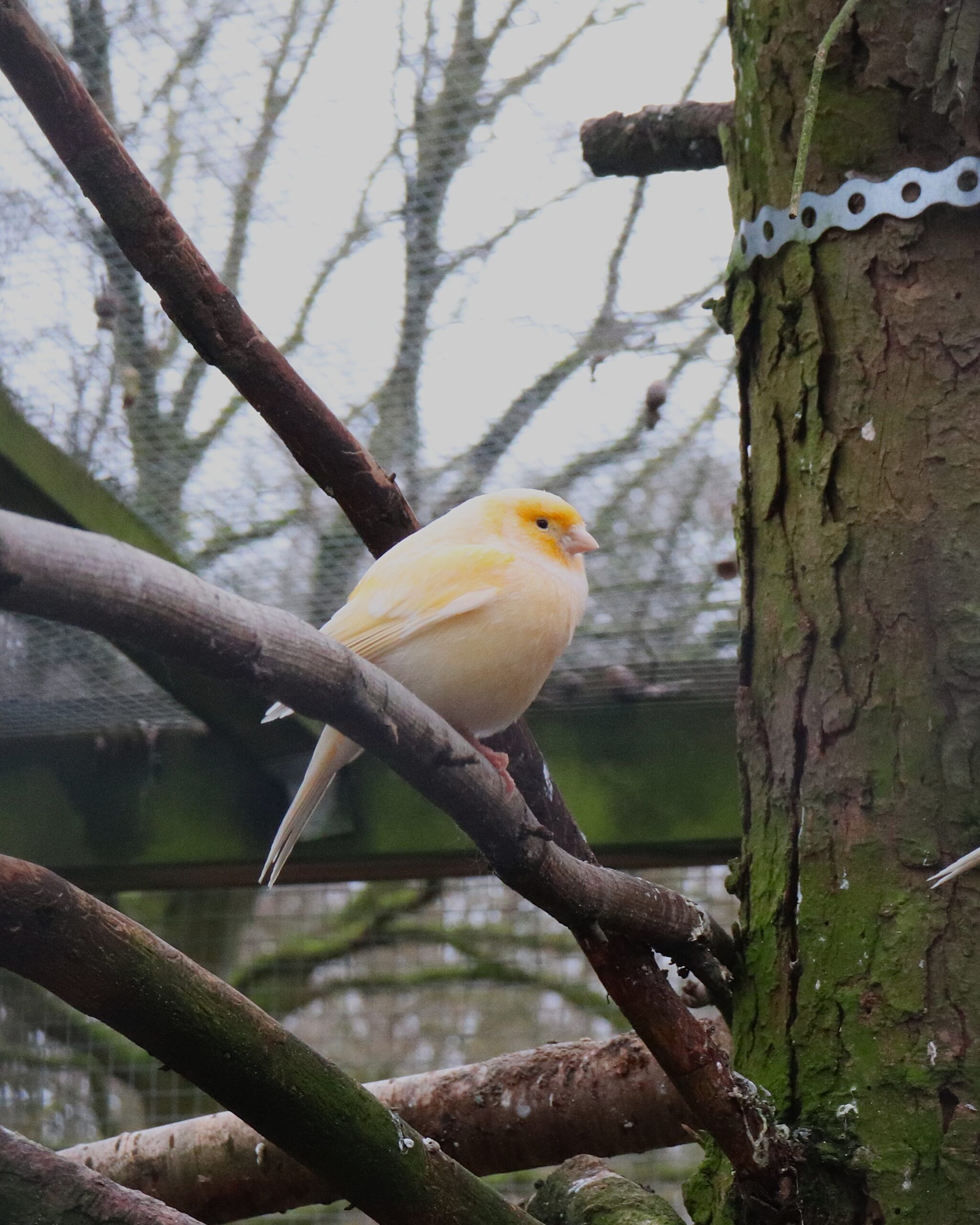 Kanarienvogel_IMG_9425
