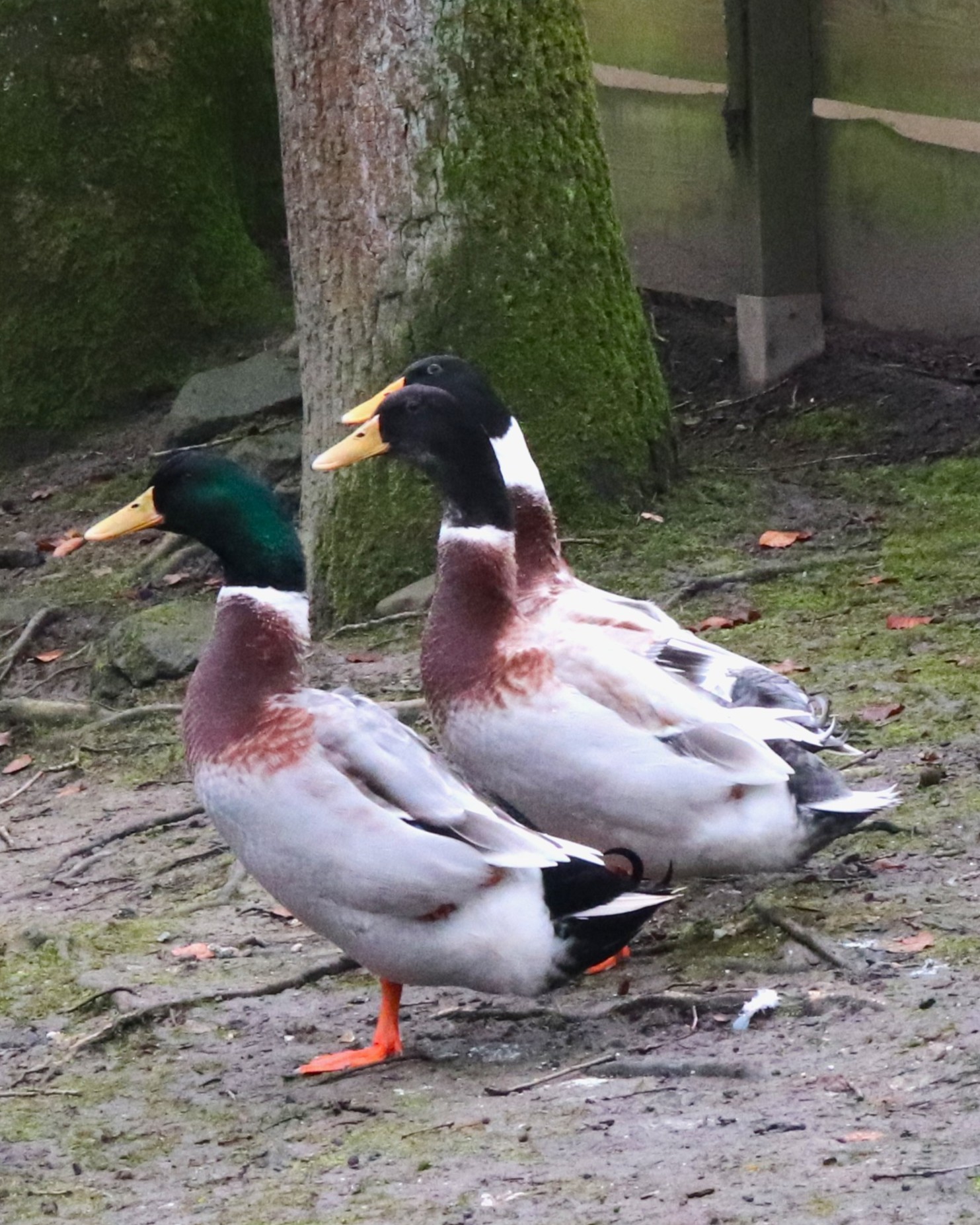 Laufente_IMG_92552