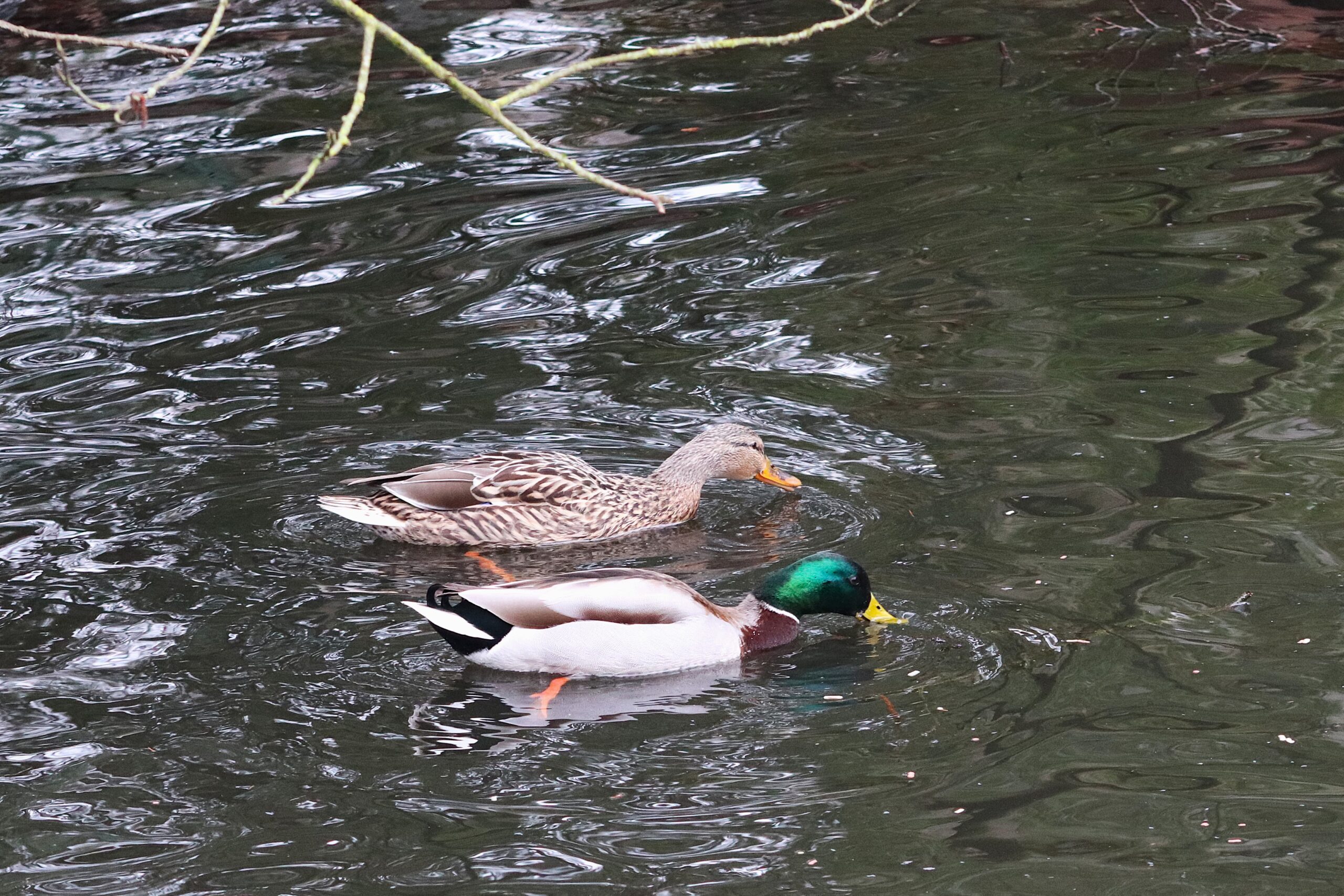 Stockente_IMG_9279