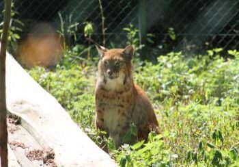 b8c002cacd9cc43d926e5f336a2f24c1_350x250_70_1582962953_thumbnail_adb115059e28d960fa8badfac5516667